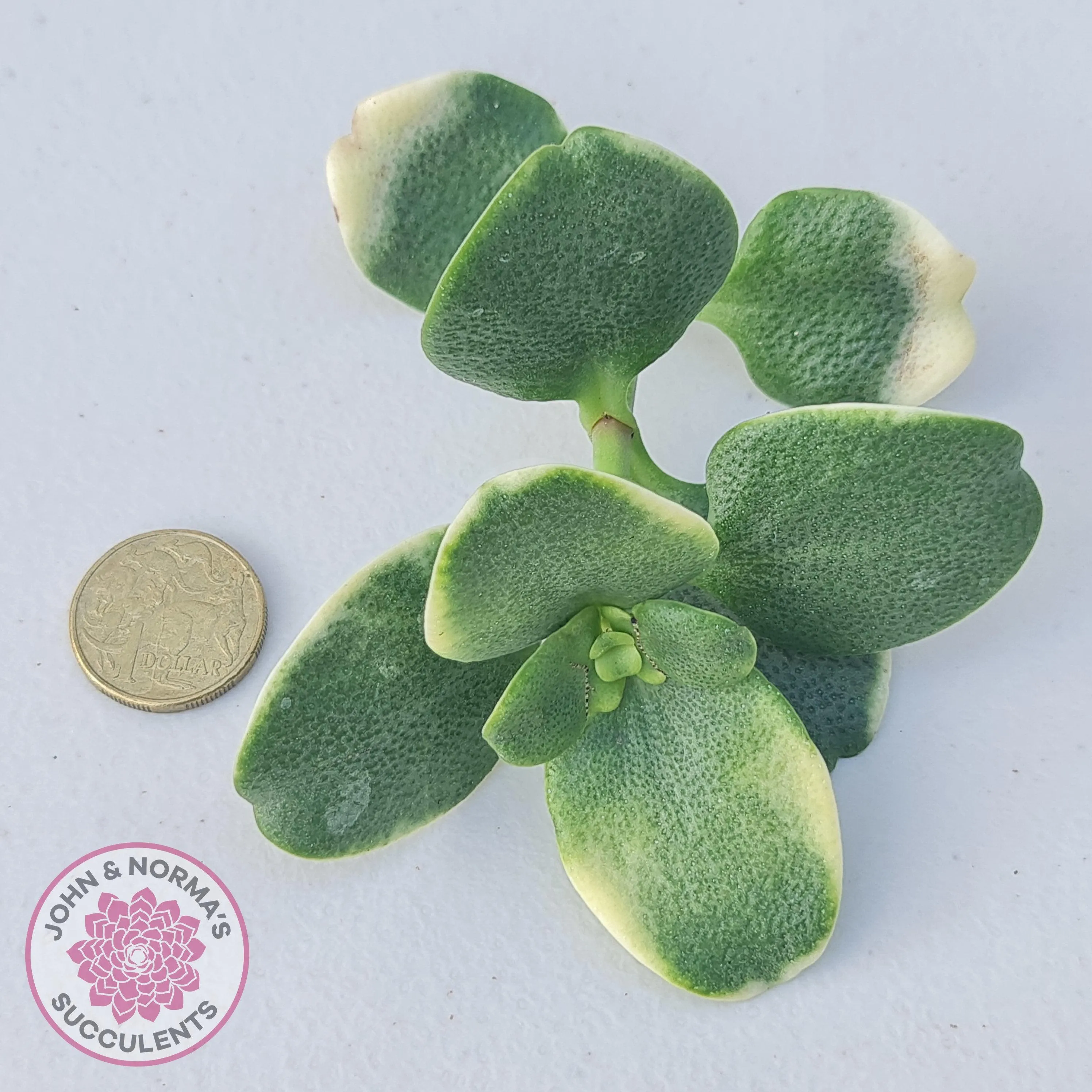 Crassula multicava Variegated - Cutting x 1