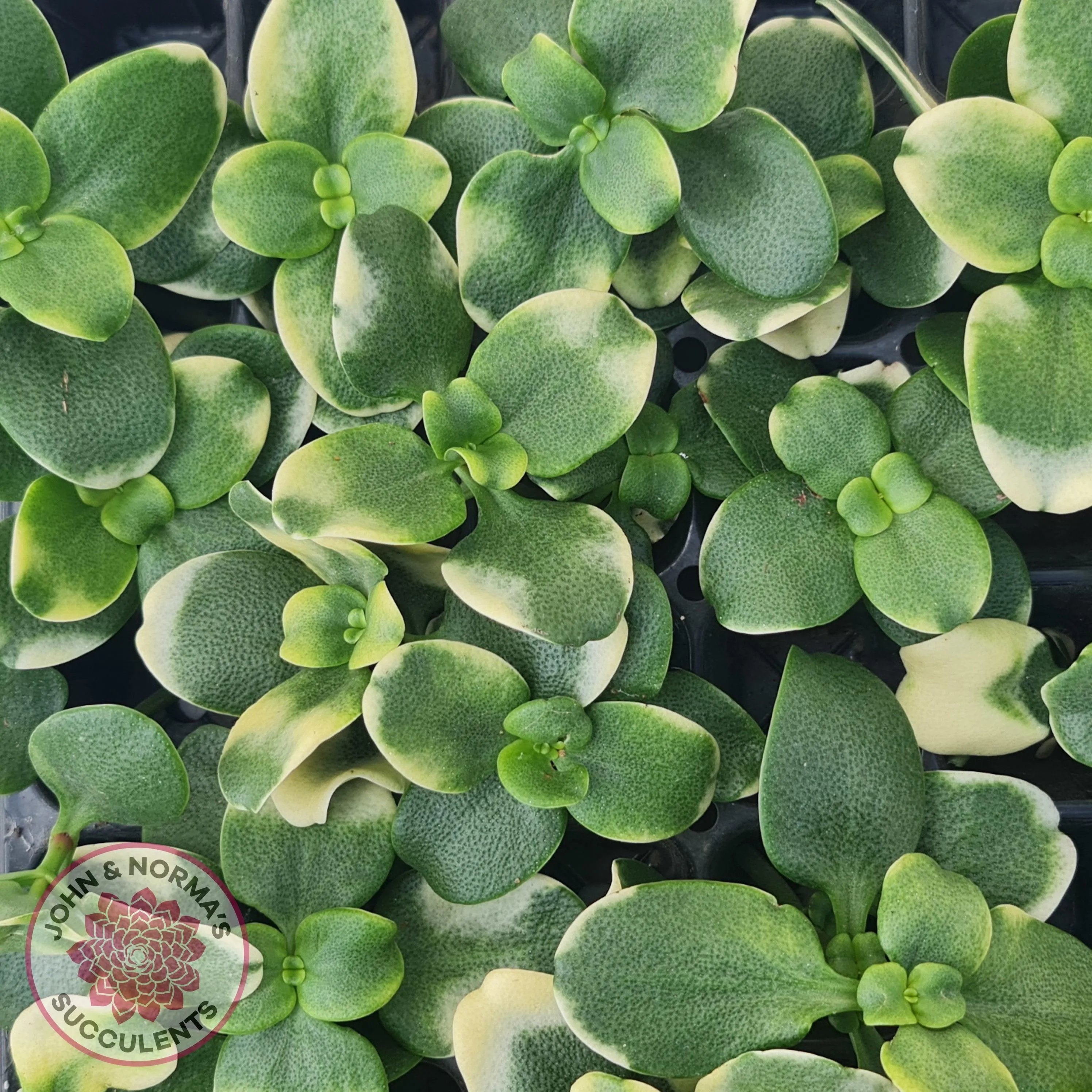 Crassula multicava Variegated - Cutting x 1