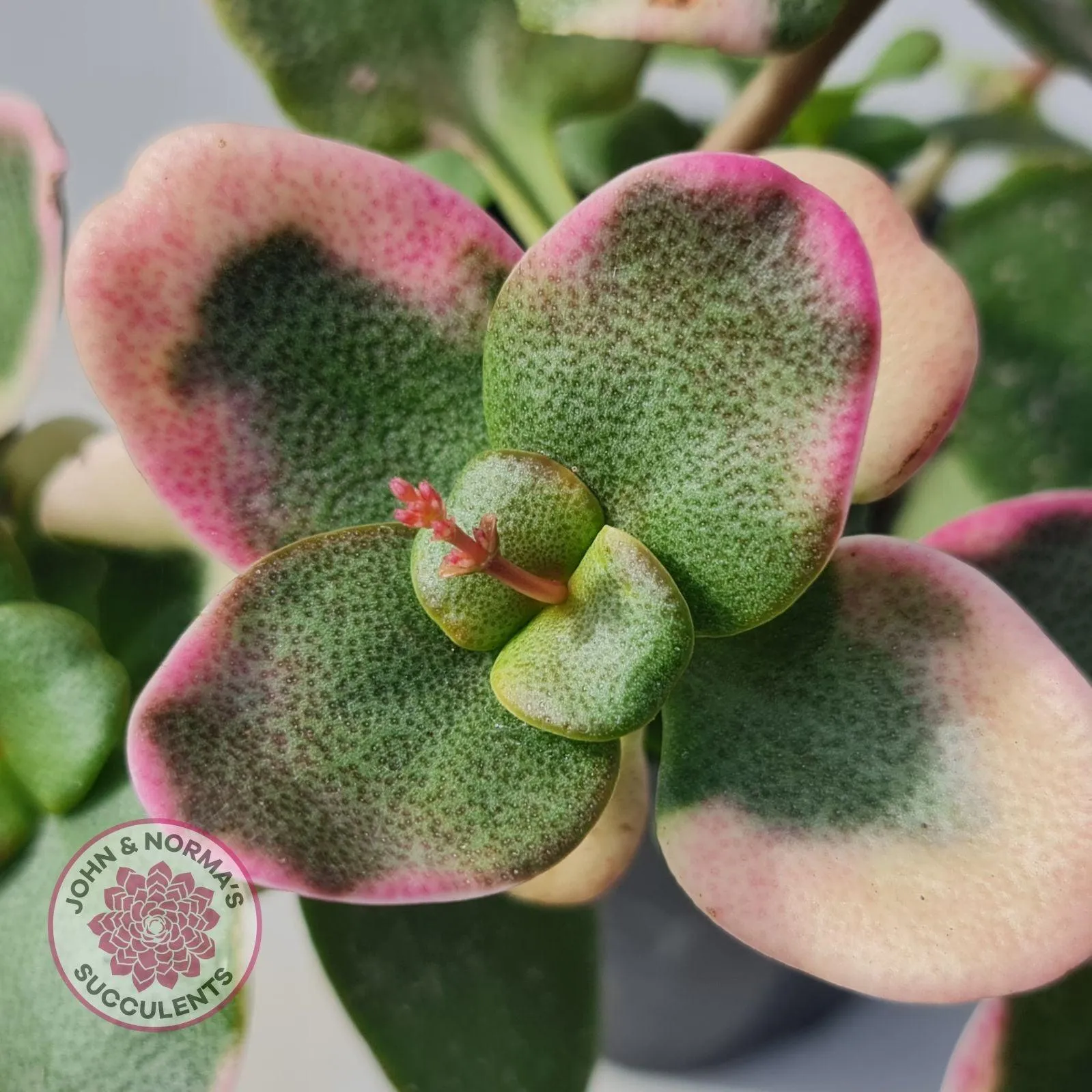 Crassula multicava Variegated - Cutting x 1