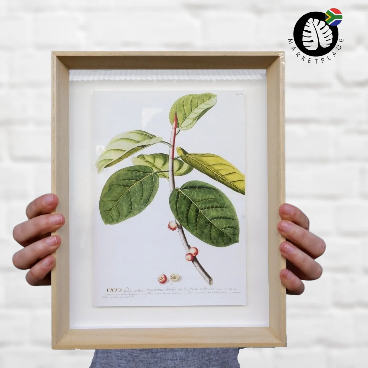 Framed Print - Ficus