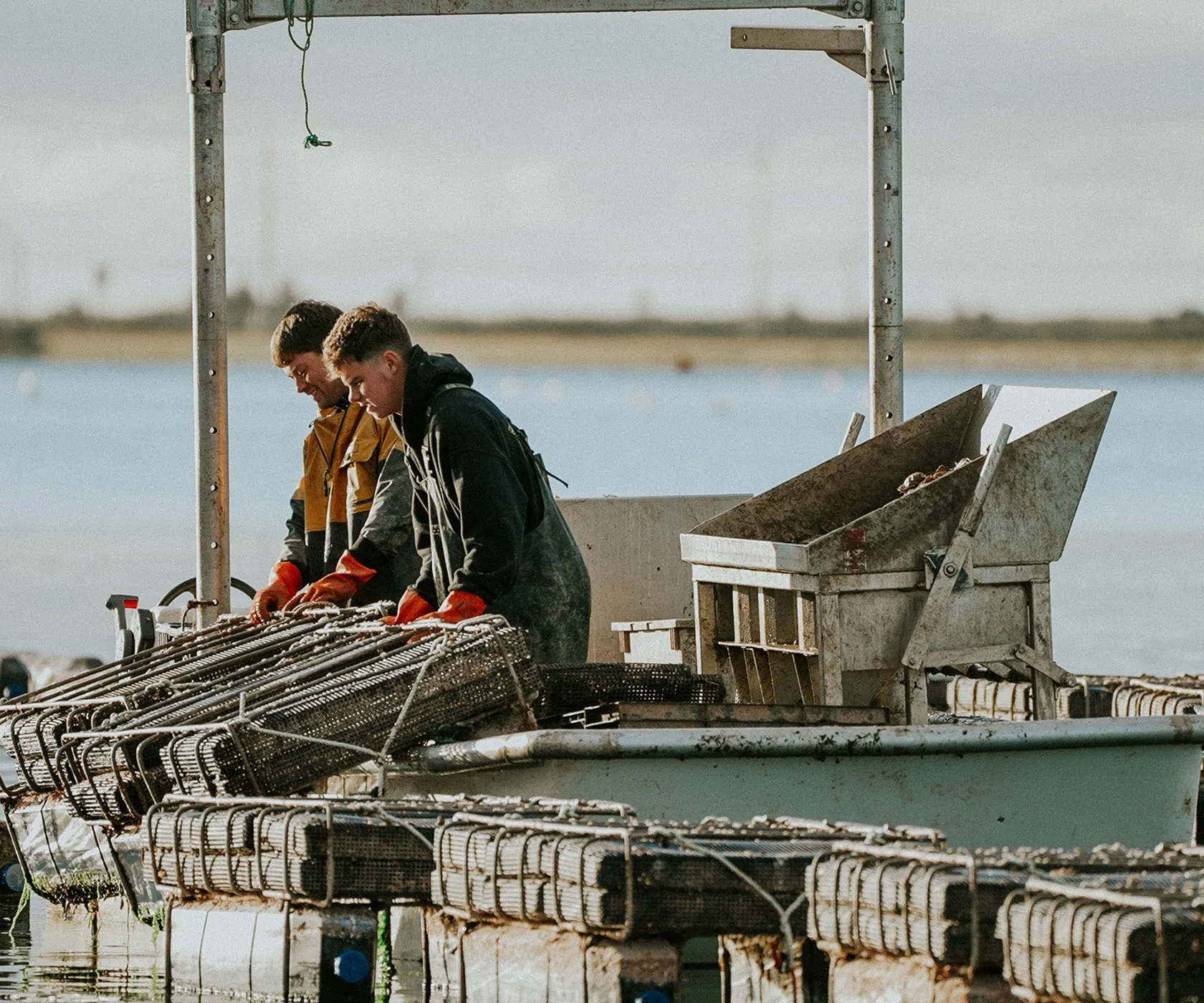 Northern Belle Oysters from PEI, CAN