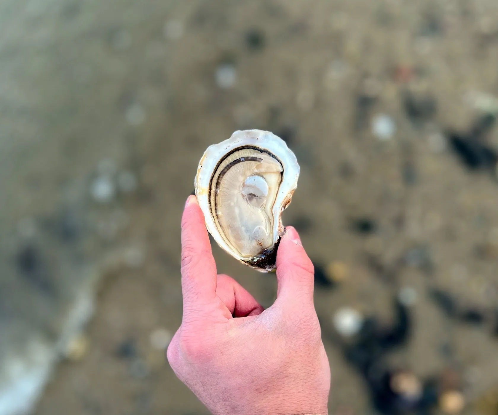 Northern Belle Oysters from PEI, CAN