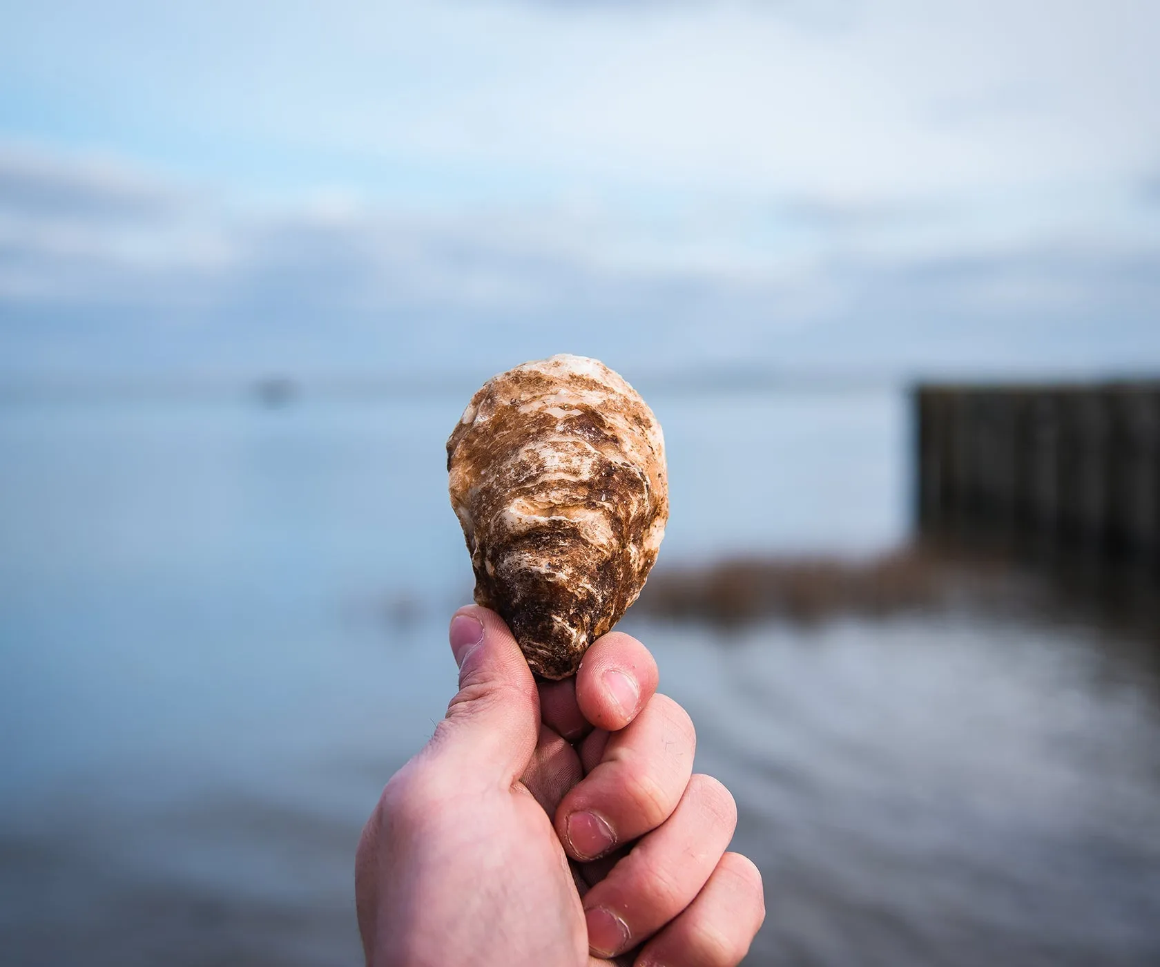 Northern Belle Oysters from PEI, CAN