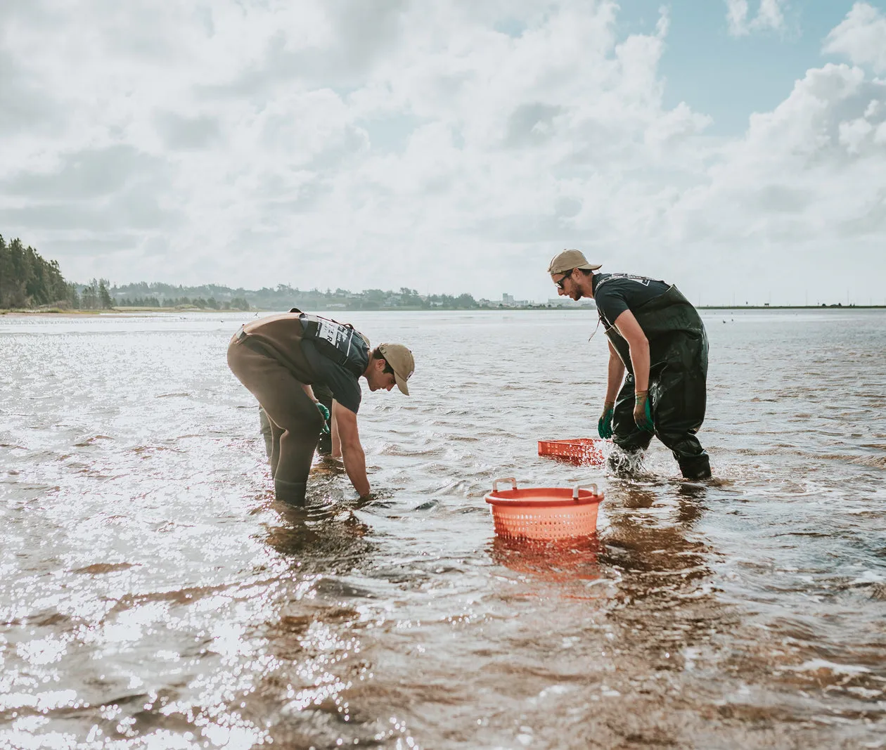 Sand Dune Oysters from Prince Edward Island, CAN