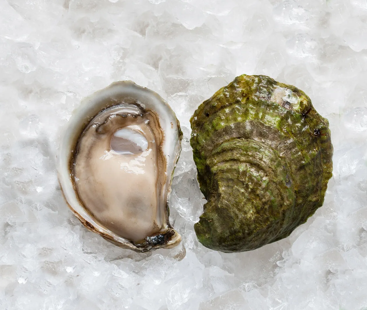 Sand Dune Oysters from Prince Edward Island, CAN